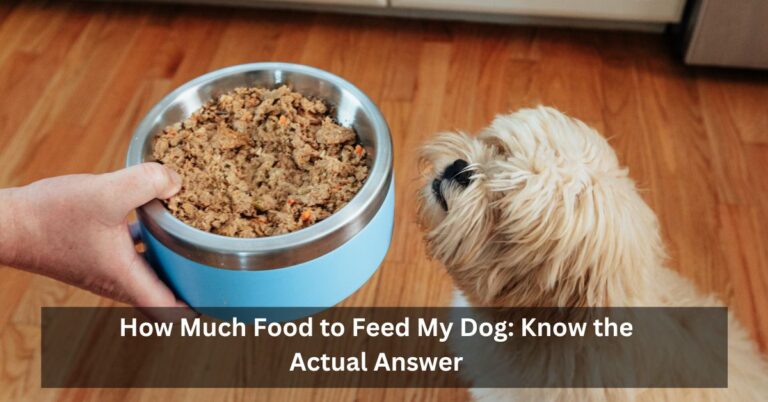 How Much Food to Feed My Dog: Know the Actual Answer