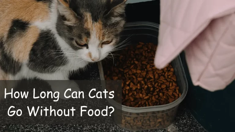 How Long Can Cats Go Without Food: Know the Actual Capacity